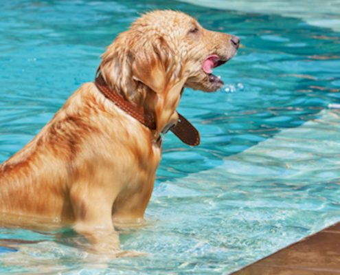 Water Safety for Pets