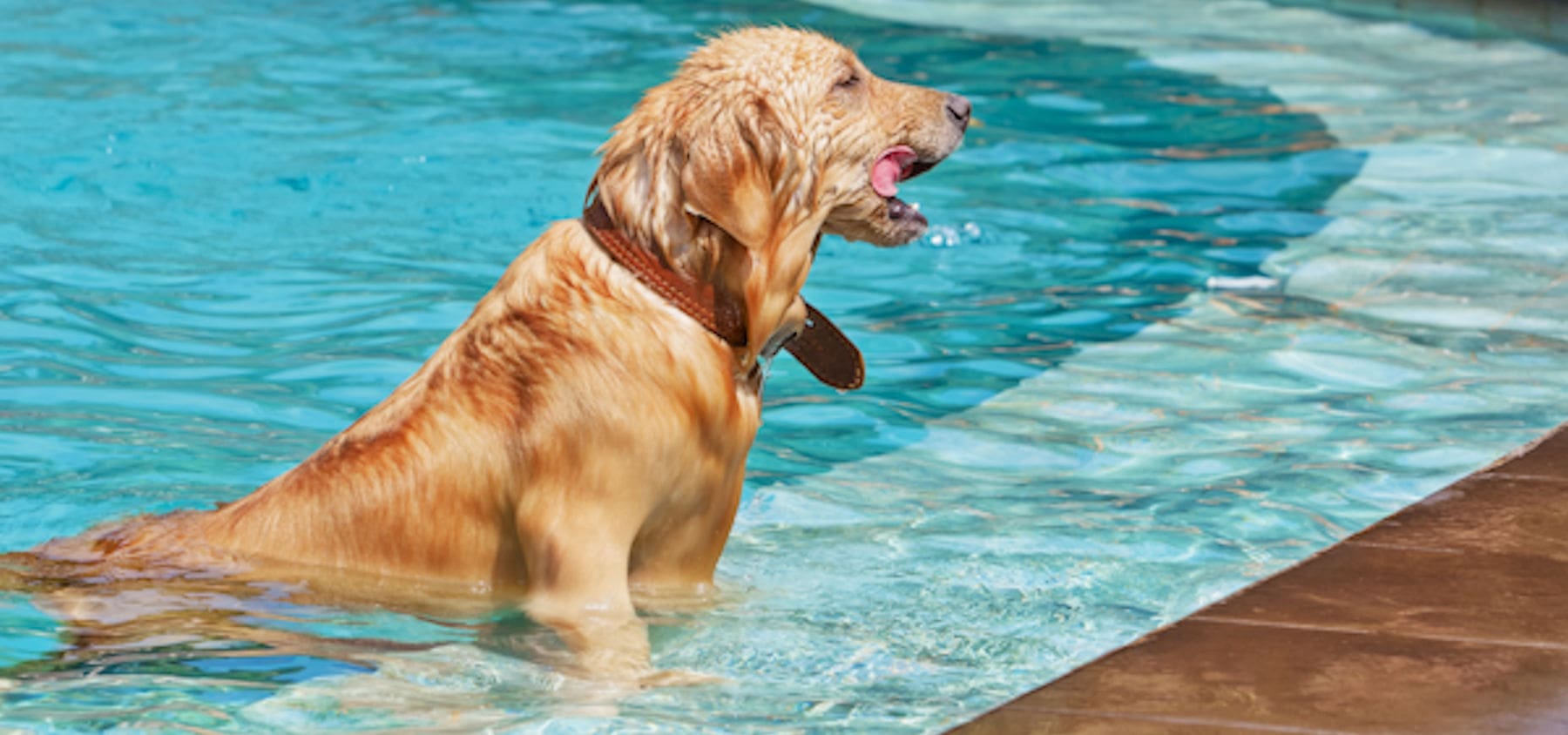 what type of pool is best for dogs